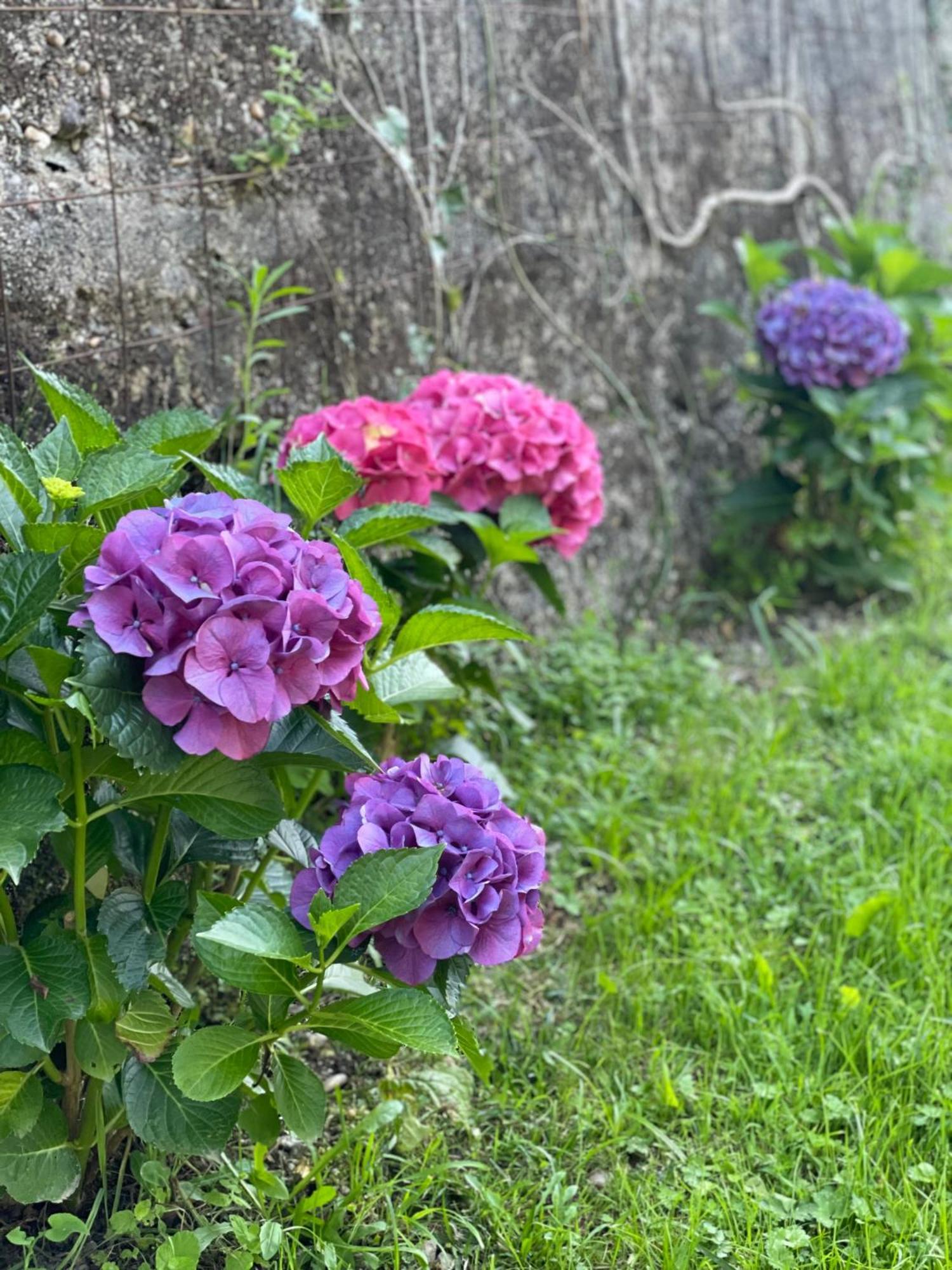 اروكا Quinta Das Ameixas - Country & Nature المظهر الخارجي الصورة